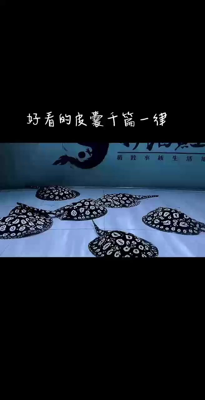 悠哉悠哉的一天???
那就一起賞賞魚吧（《悠哉悠哉的一天》隨筆）