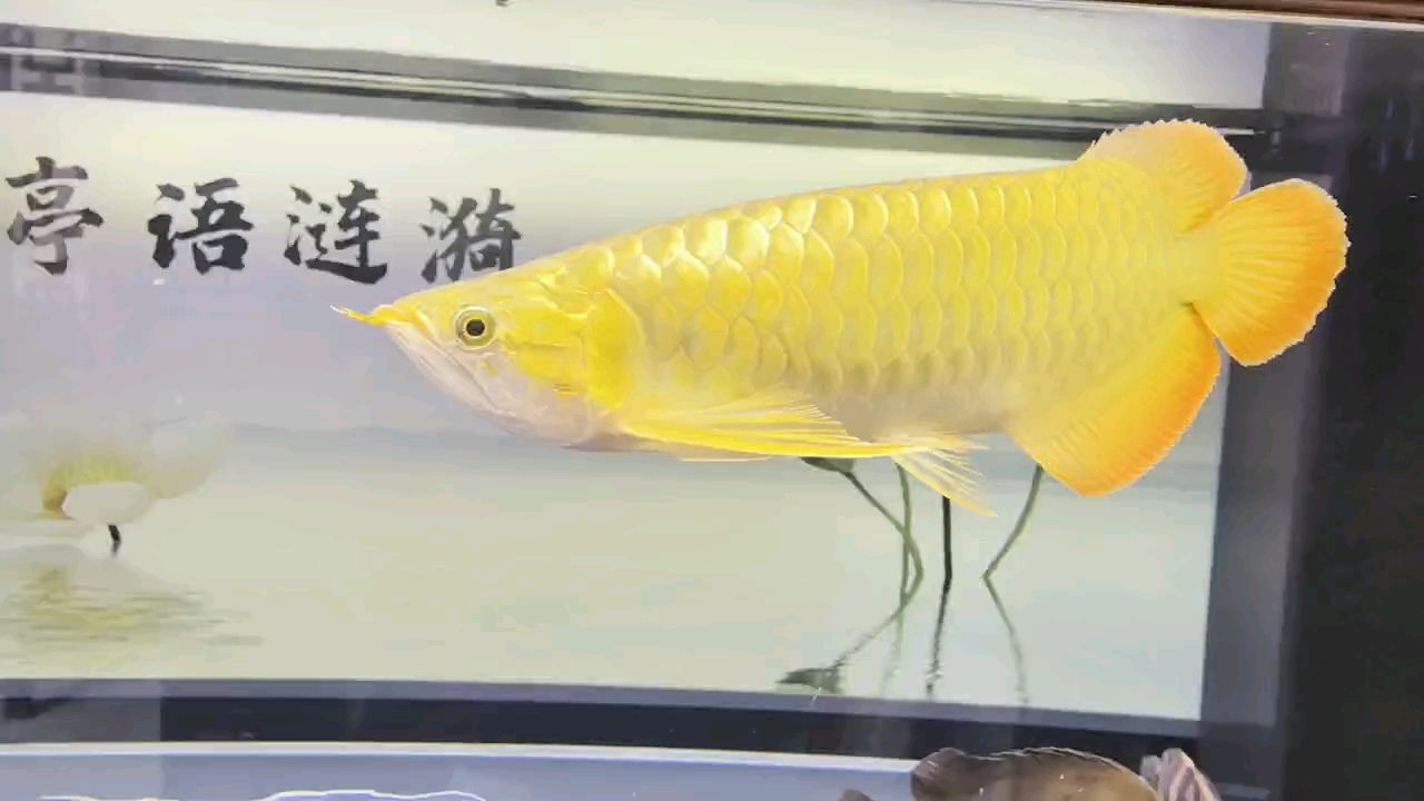 堅持愛好（堅持愛好對個人和社會的積極影響） 堅持愛好（堅持愛好對個人和社會的積極影響） 龍魚論壇