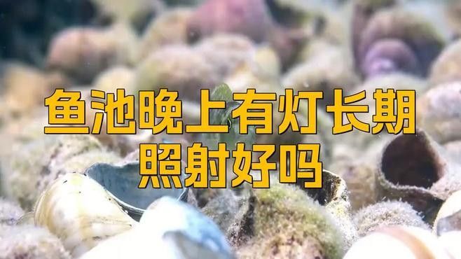 金龍魚用黃燈還是白燈好？（——龍魚燈光使用指南）