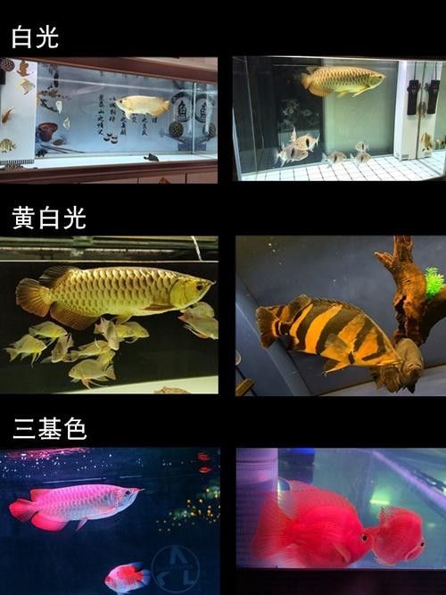 金龍魚用黃燈還是白燈好？（——龍魚燈光使用指南）