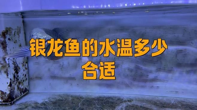 龍魚溫度低會有什么反應（魚缸水溫低魚會出現什么現象） 龍魚溫度低會有什么反應（魚缸水溫低魚會出現什么現象） 龍魚百科 第2張
