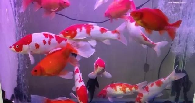 龍魚溫度低會有什么反應（魚缸水溫低魚會出現什么現象） 龍魚溫度低會有什么反應（魚缸水溫低魚會出現什么現象） 龍魚百科 第4張