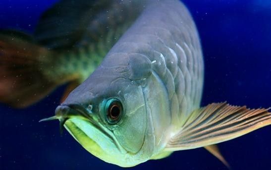如何預防龍魚吐綠色絮狀物（如何預防龍魚吐綠色絮狀物？）