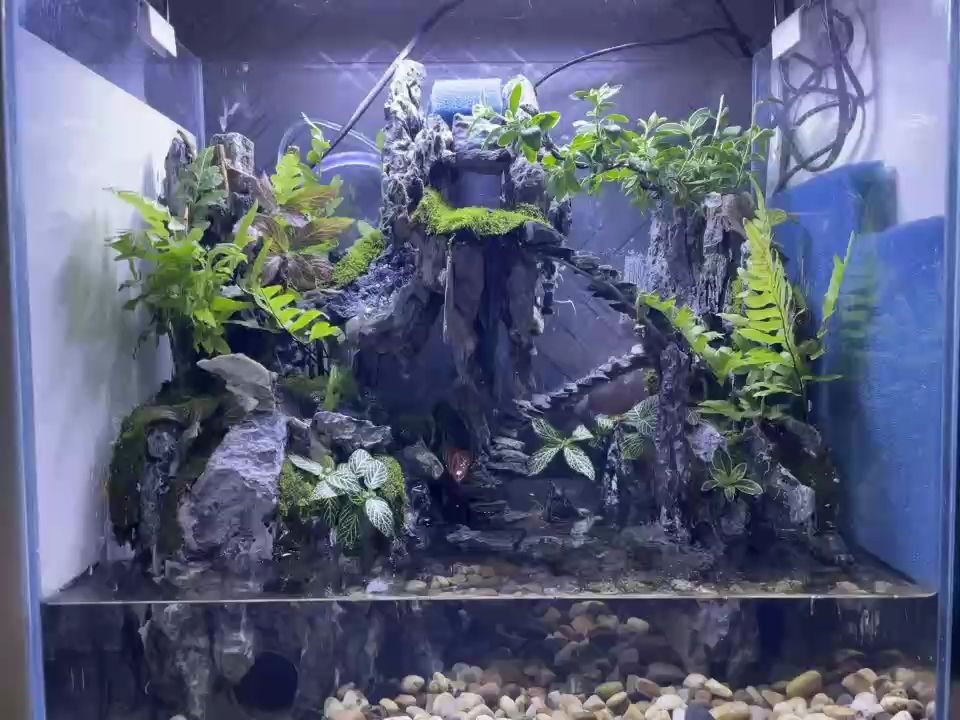 水陸造景缸（水陸造景缸的設(shè)計(jì)）