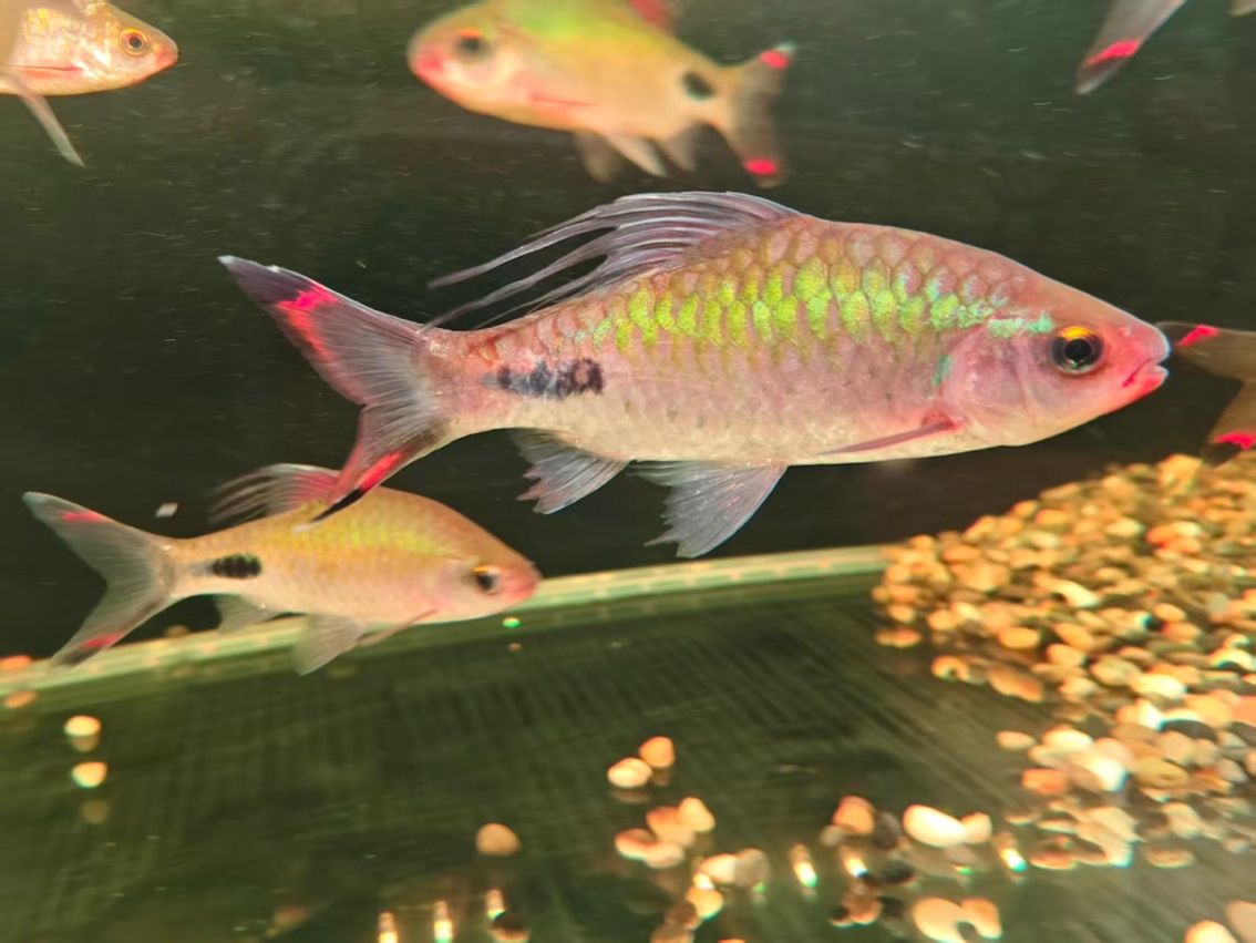 海南紫紅兩點鯽（海南紫紅兩點鯽是一種集觀賞和食用和藥用價值的藥用價值） 海南紫紅兩點鯽（海南紫紅兩點鯽是一種集觀賞和食用和藥用價值的藥用價值） 龍魚論壇 第1張