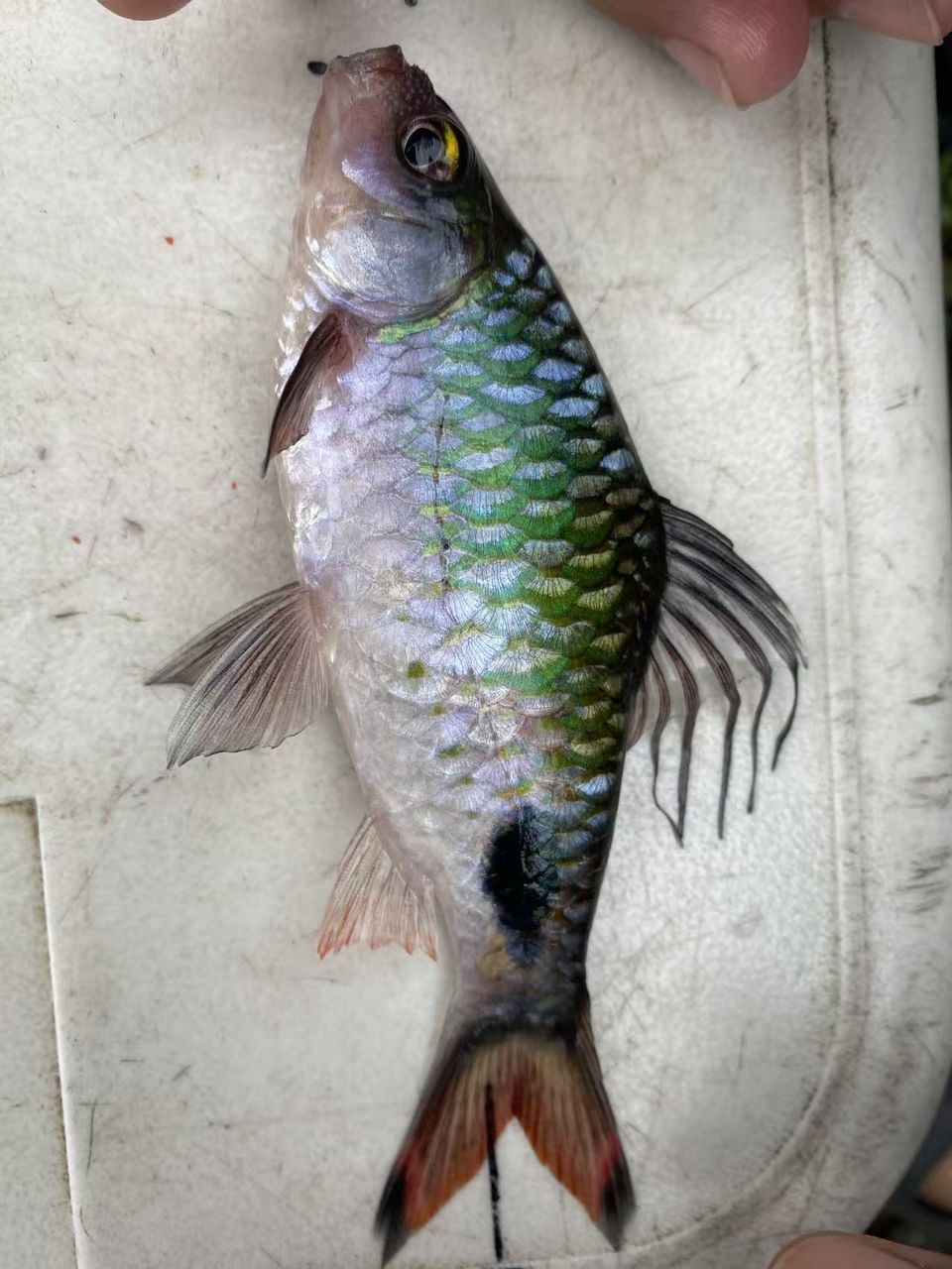 海南紫紅兩點鯽（海南紫紅兩點鯽是一種集觀賞和食用和藥用價值的藥用價值） 海南紫紅兩點鯽（海南紫紅兩點鯽是一種集觀賞和食用和藥用價值的藥用價值） 龍魚論壇 第2張