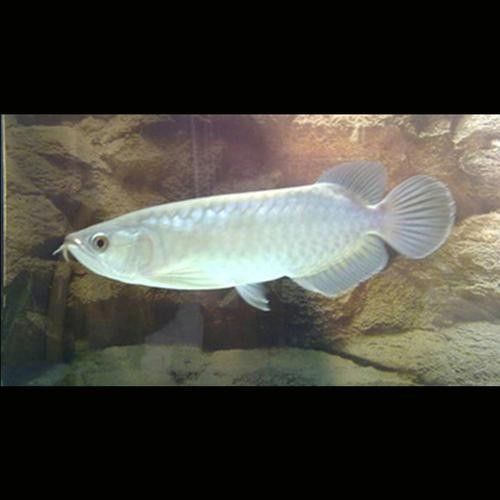 給我一些青龍魚和紅龍魚的圖片（青龍魚和紅龍魚的區別）