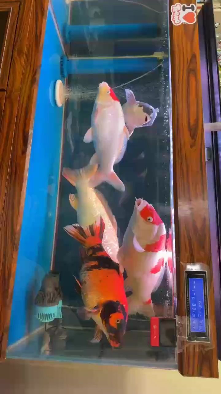 夜晚（jonyu評論：夜晚的神秘面紗） 夜晚（jonyu評論：夜晚的神秘面紗） 龍魚論壇