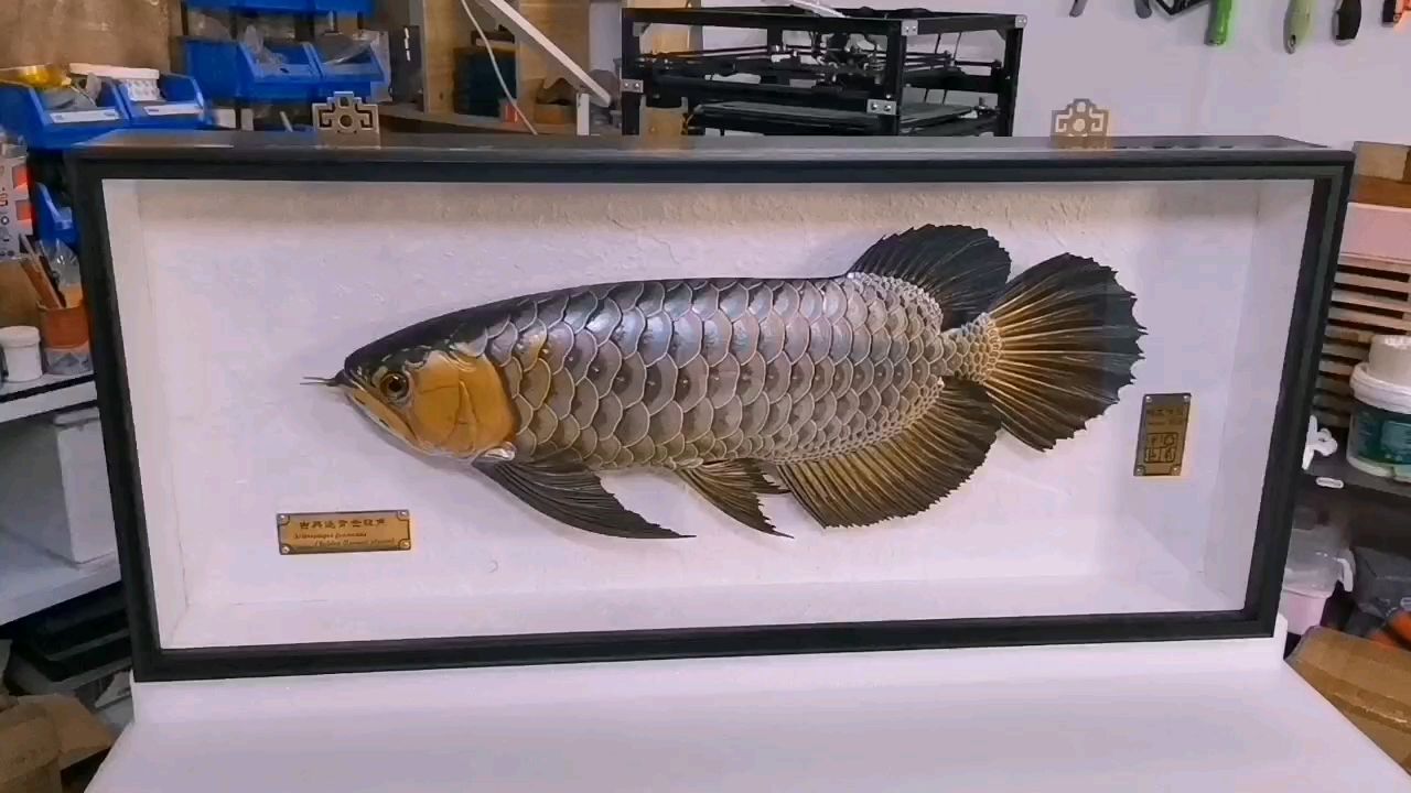 原來(lái)龍魚(yú)是可以裱起來(lái)的！（裱裝技術(shù)的原理、操作過(guò)程以及改變了人們對(duì)龍魚(yú)展示的看法） 原來(lái)龍魚(yú)是可以裱起來(lái)的！（裱裝技術(shù)的原理、操作過(guò)程以及改變了人們對(duì)龍魚(yú)展示的看法） 龍魚(yú)論壇