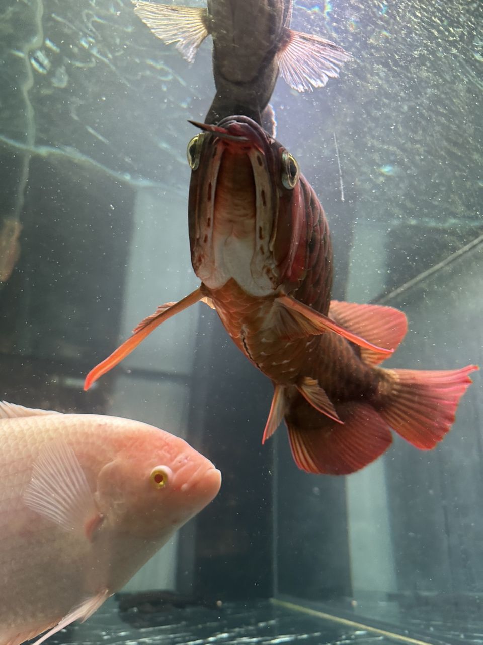 龍魚腹部這個黑線是怎么了？（魚腹部出現(xiàn)黑線可能是由多種原因引起的，求大神指點） 龍魚腹部這個黑線是怎么了？（魚腹部出現(xiàn)黑線可能是由多種原因引起的，求大神指點） 龍魚論壇 第1張