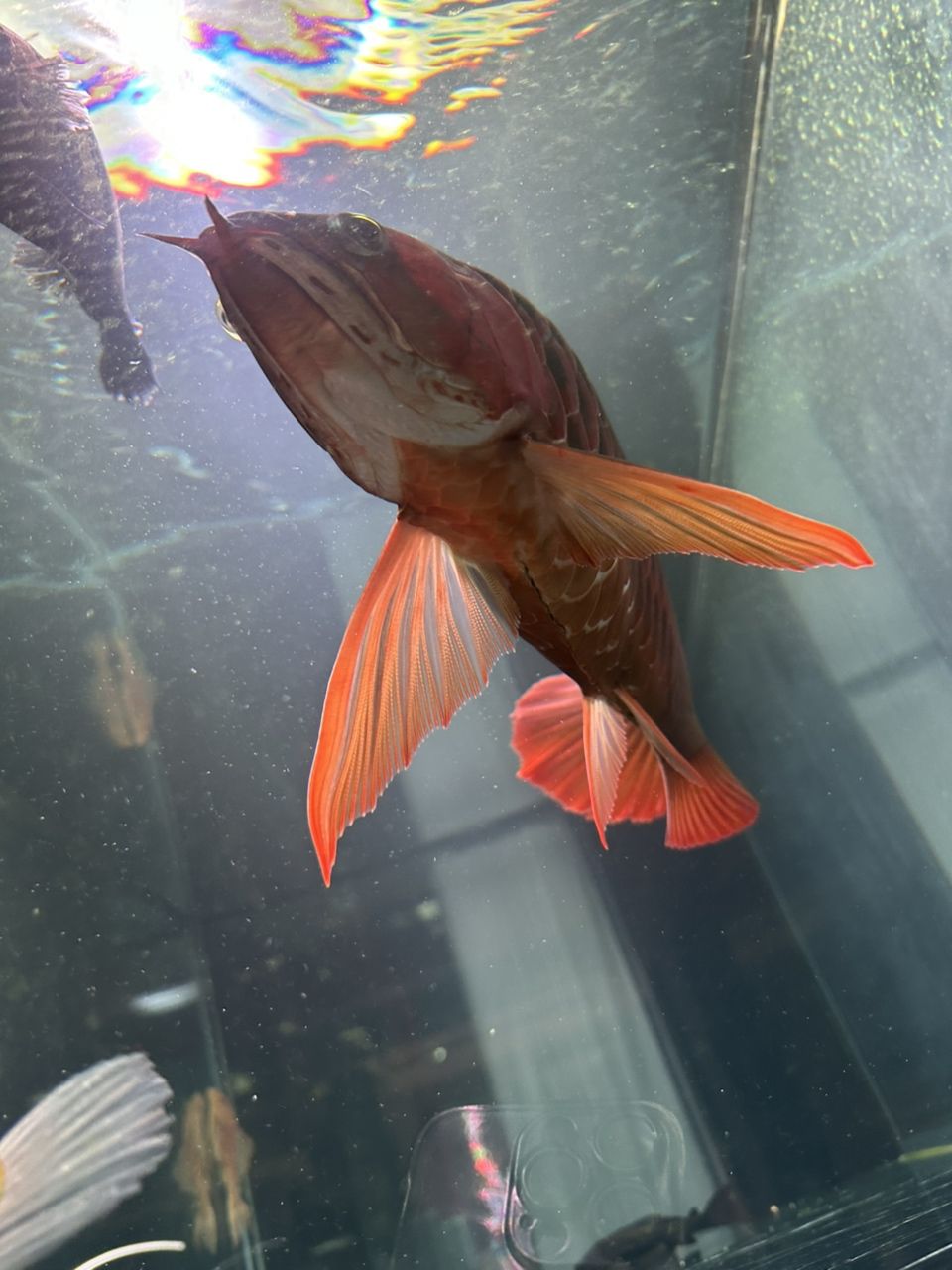 龍魚腹部這個黑線是怎么了？（魚腹部出現(xiàn)黑線可能是由多種原因引起的，求大神指點） 龍魚腹部這個黑線是怎么了？（魚腹部出現(xiàn)黑線可能是由多種原因引起的，求大神指點） 龍魚論壇 第2張