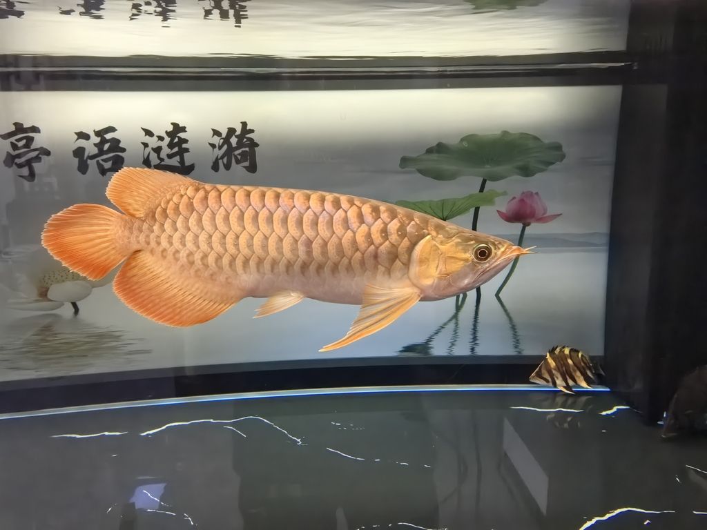 堅持愛好（堅持愛好對于個人和社會都具有重要意義）