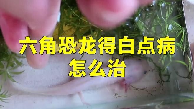 六角恐龍魚白斑病會傳染嗎？（六角恐龍魚白斑病是否會傳染別的魚嗎39健康網） 六角恐龍魚白斑病會傳染嗎？（六角恐龍魚白斑病是否會傳染別的魚嗎39健康網） 龍魚百科 第2張