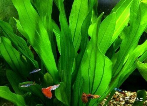 如何保持紅龍魚(yú)水質(zhì)的穩(wěn)定（如何保持紅龍魚(yú)水質(zhì)穩(wěn)定）