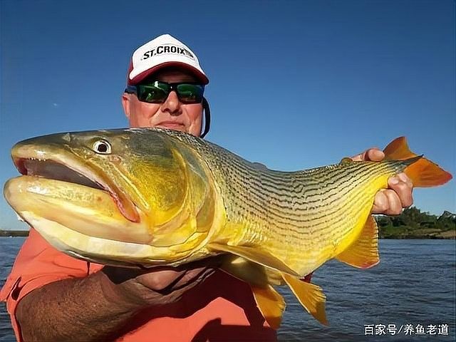 黃金河虎和龍魚(yú)的食物選擇（黃金河虎和龍魚(yú)的區(qū)別）