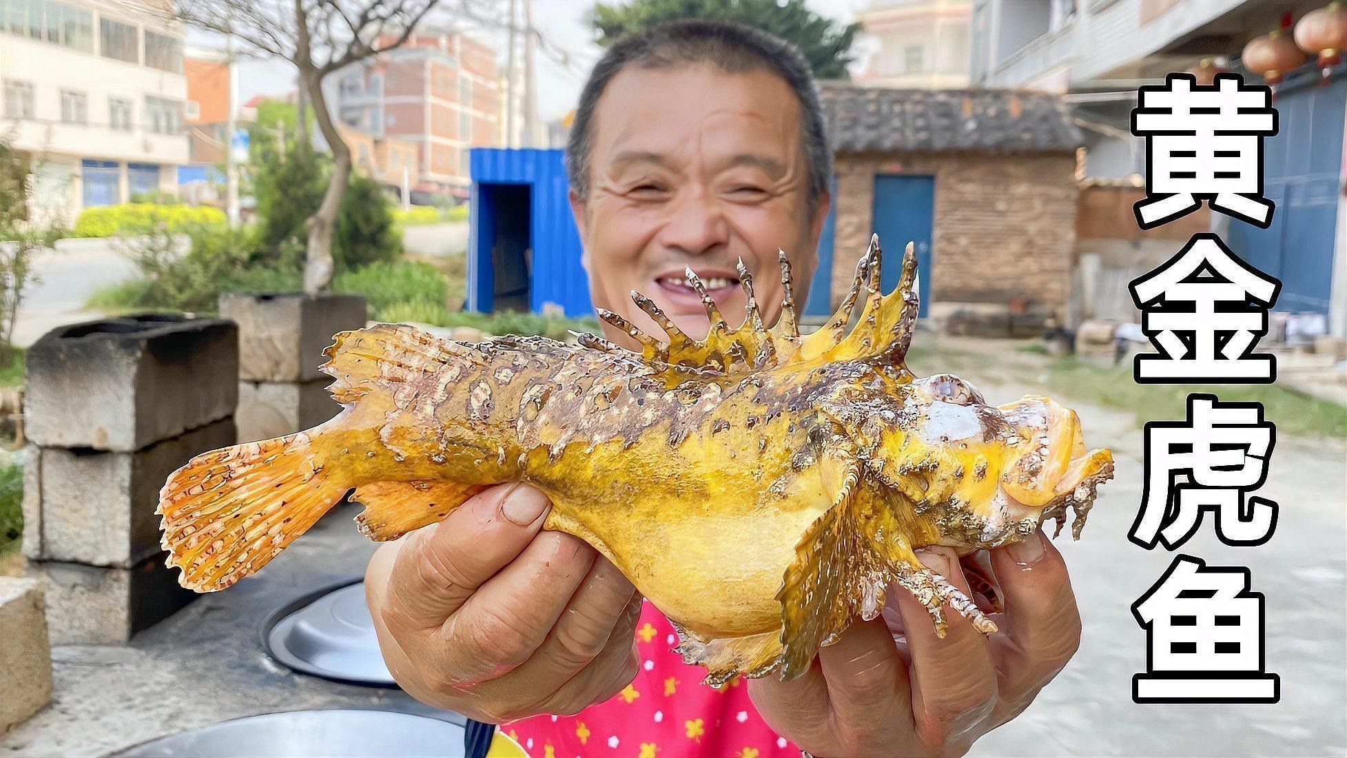 黃金河虎和龍魚(yú)的食物選擇（黃金河虎和龍魚(yú)的區(qū)別）
