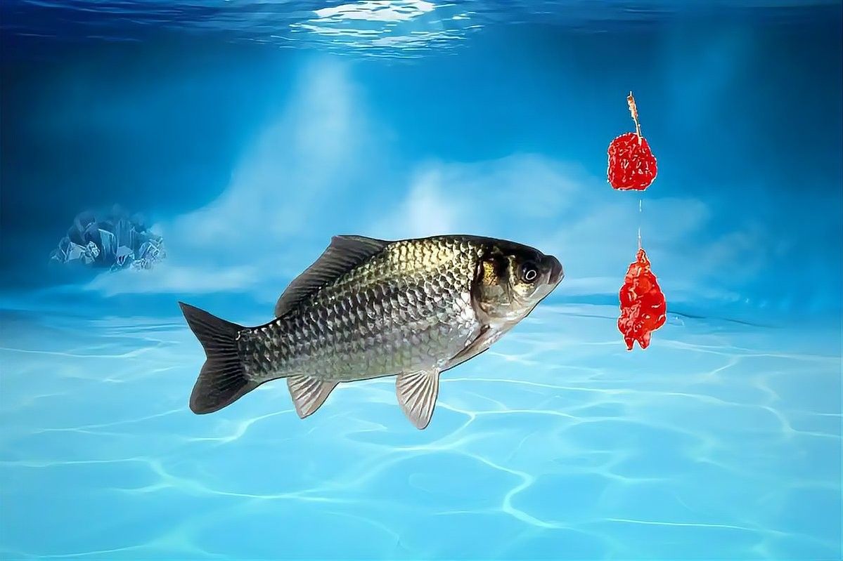 黃金河虎和龍魚(yú)的食物選擇（黃金河虎和龍魚(yú)的區(qū)別）