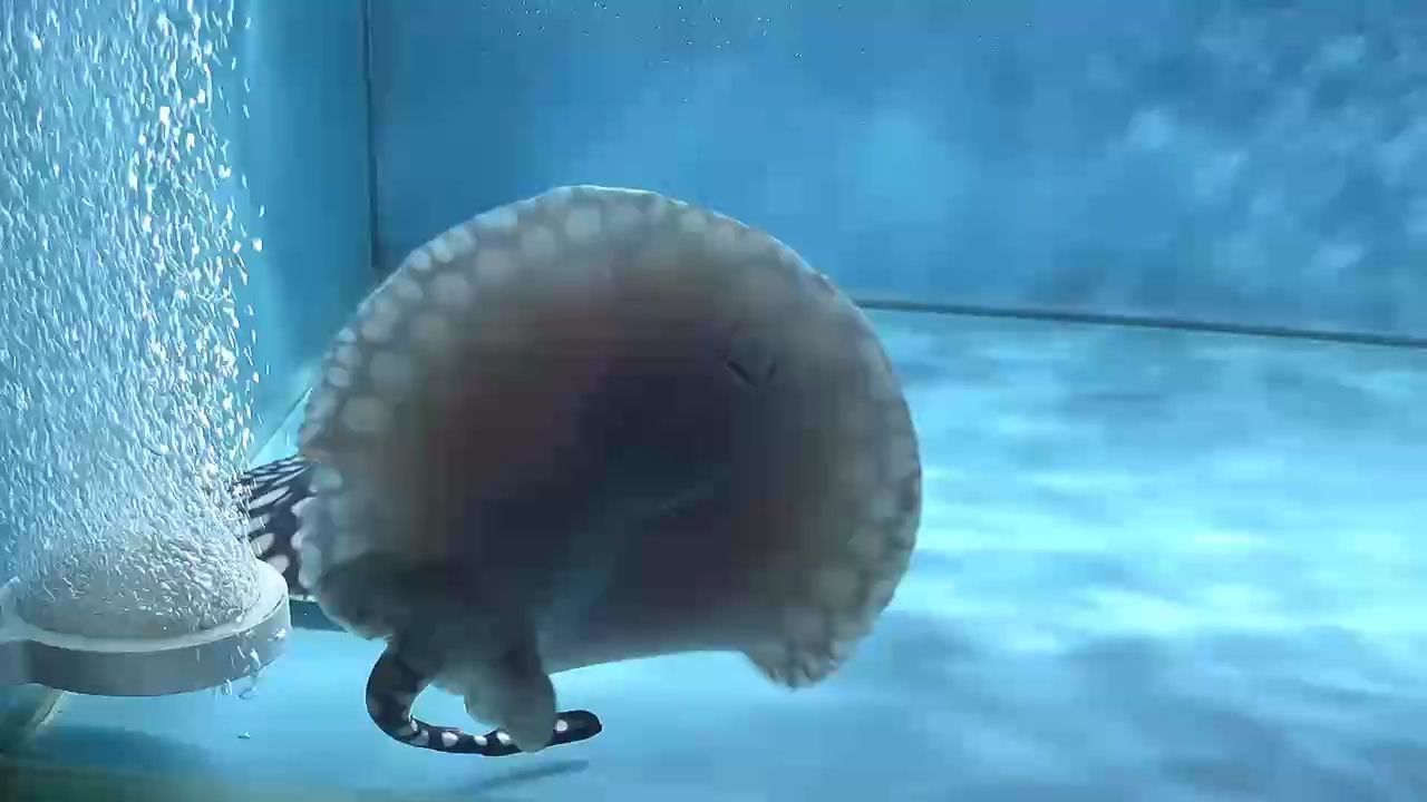 魚缸用增氧泵價格是多少:魚缸增氧機-xtrac增氧機-xtrac增氧機 生活無解 去感受 ,去記錄 去熱愛(生活無解去感受) 龍魚論壇 生活無解 去感受 ,去記錄 去熱愛(生活無解去感受) 生活無解 去感受 ,去記錄 去熱愛(生活無解去感受) 龍魚論壇