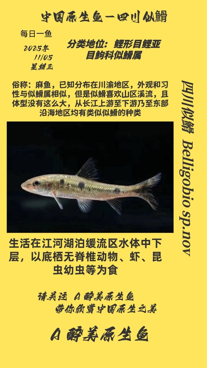 四川似?（四川似?的養殖方式） 四川似?（四川似?的養殖方式） 龍魚論壇