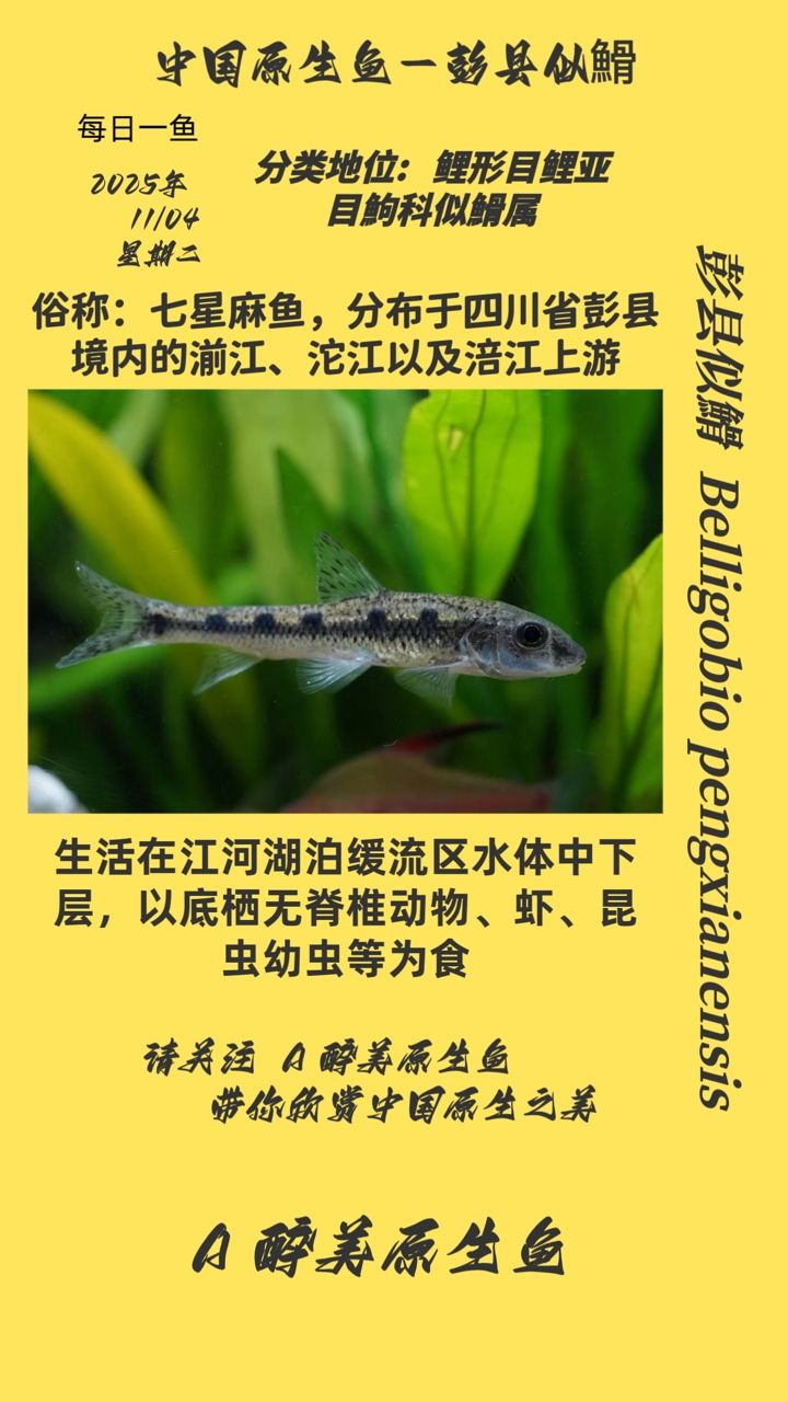 彭縣似?（四川彭縣似?，又稱“彭縣魚”，是一種源自中國四川的淡水魚類）