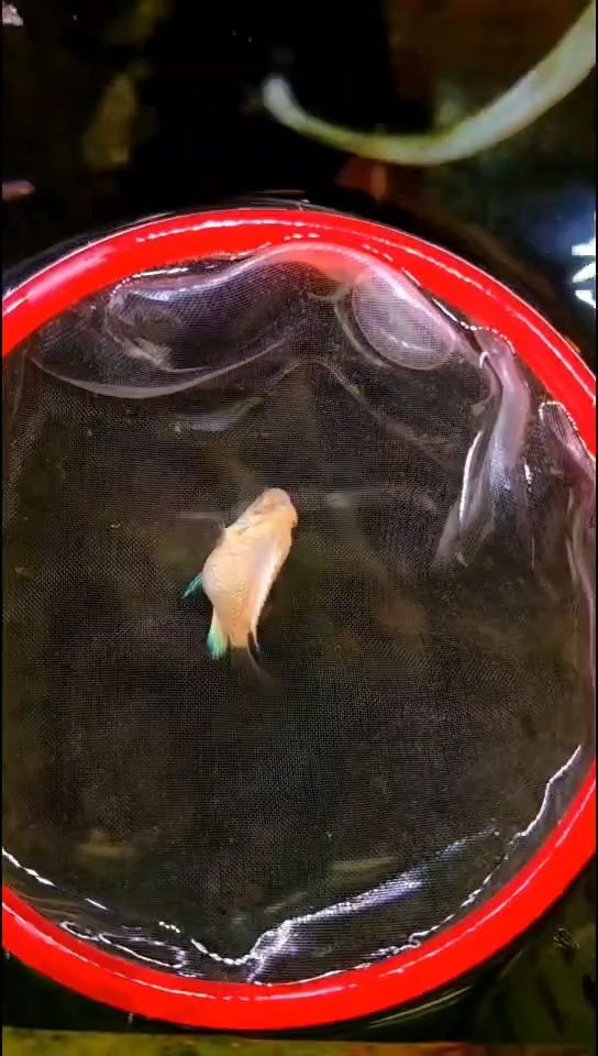 滿銀迷你鸚鵡（滿銀迷你鸚鵡是一種小型鸚鵡，以其獨特的銀色羽毛和優雅的姿態而聞名）
