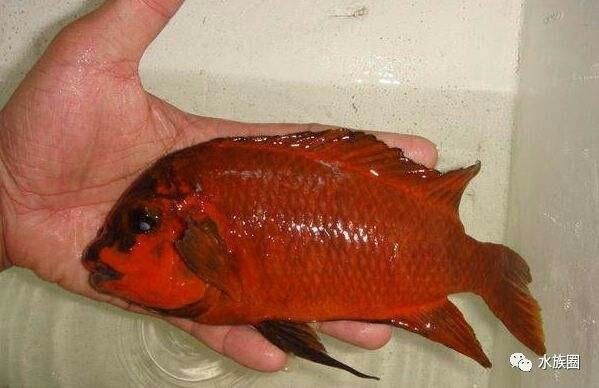 涼城哪個水族館龍魚好？祥龍魚場龍魚（烏蘭察布市涼城祥龍水族館和魚場提供高品質(zhì)龍魚及相關(guān)服務(wù)） 涼城哪個水族館龍魚好？祥龍魚場龍魚（烏蘭察布市涼城祥龍水族館和魚場提供高品質(zhì)龍魚及相關(guān)服務(wù)） 龍魚百科 第6張
