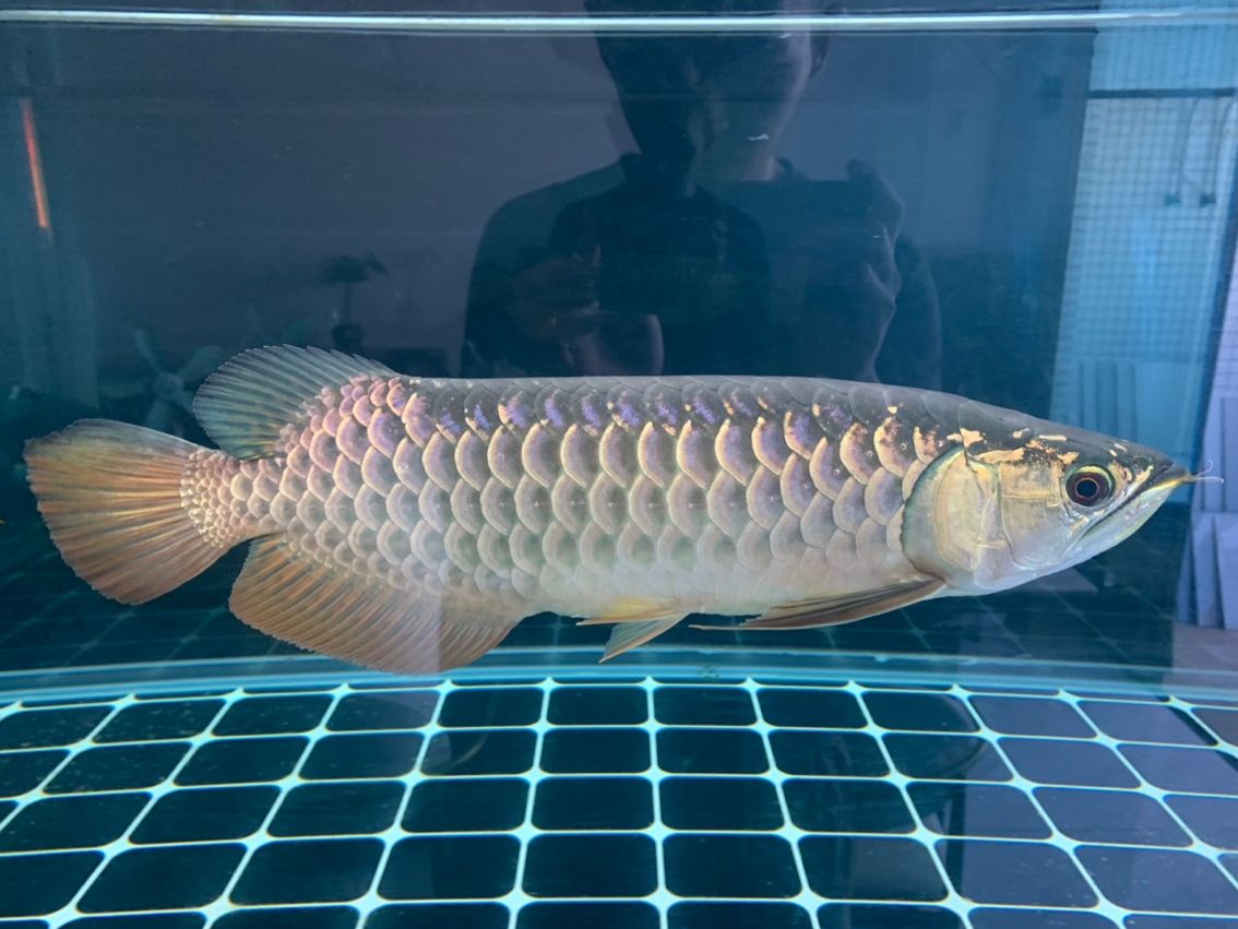新入缸的龍魚為什么要放在趴缸中？，入缸龍魚為什么會趴缸？