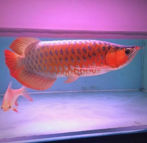 甘谷哪個水族館龍魚好？祥龍魚場龍魚（廣州祥龍魚場龍魚價格）