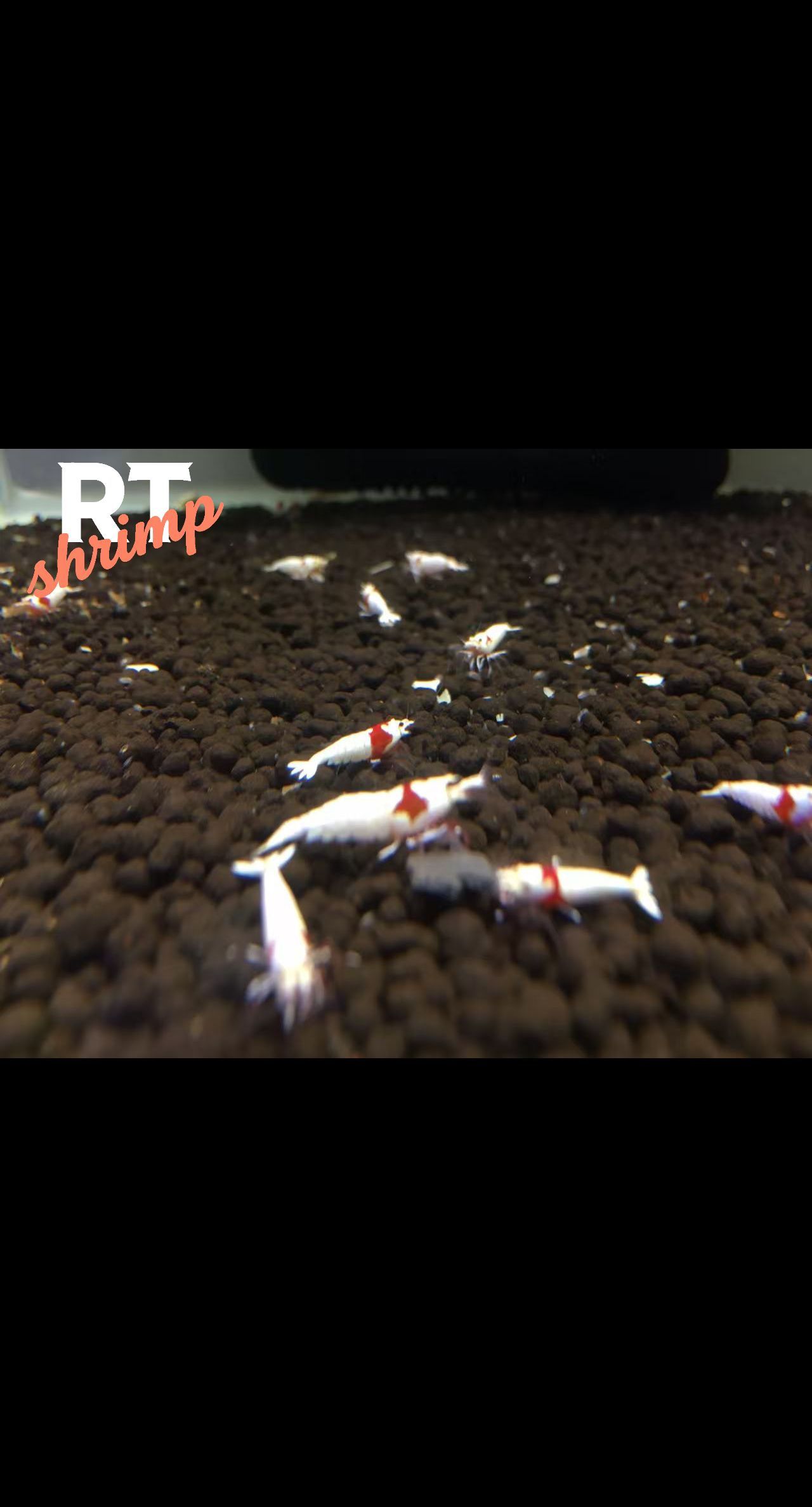 水晶蝦養殖，繁殖交流。（rt喔買尬2025/11/5） 水晶蝦養殖，繁殖交流。（rt喔買尬2025/11/5） 龍魚論壇 第1張