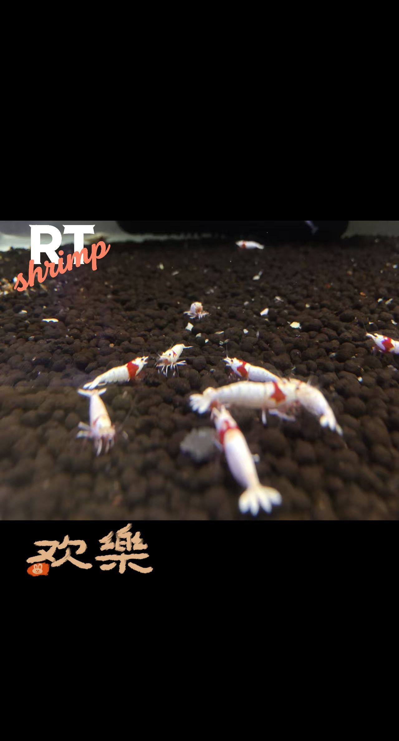 水晶蝦養殖，繁殖交流。（rt喔買尬2025/11/5） 水晶蝦養殖，繁殖交流。（rt喔買尬2025/11/5） 龍魚論壇 第5張