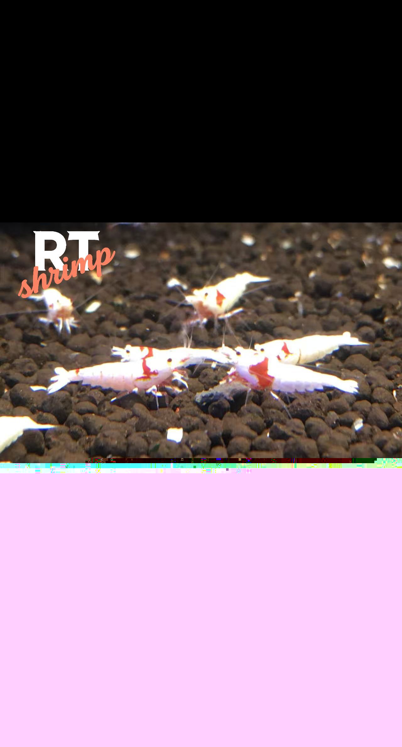 水晶蝦養殖，繁殖交流。（rt喔買尬2025/11/5） 水晶蝦養殖，繁殖交流。（rt喔買尬2025/11/5） 龍魚論壇 第6張