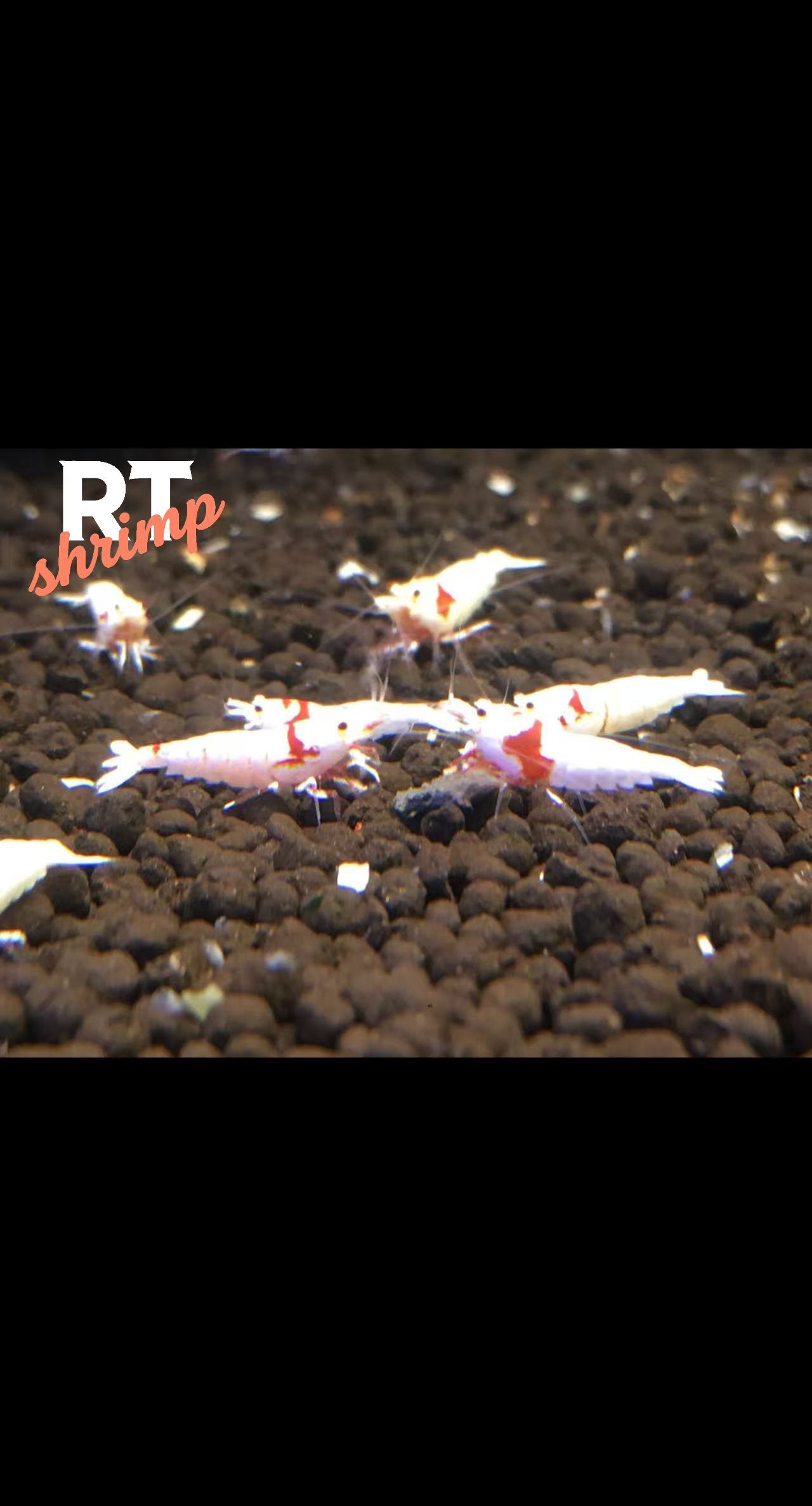 水晶蝦養殖，繁殖交流。（rt喔買尬2025/11/5） 水晶蝦養殖，繁殖交流。（rt喔買尬2025/11/5） 龍魚論壇 第9張