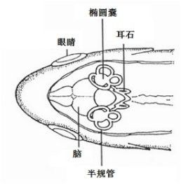 藍底金龍魚耳石如何鑒定真偽？（如何鑒定藍底金龍魚耳石的真偽）