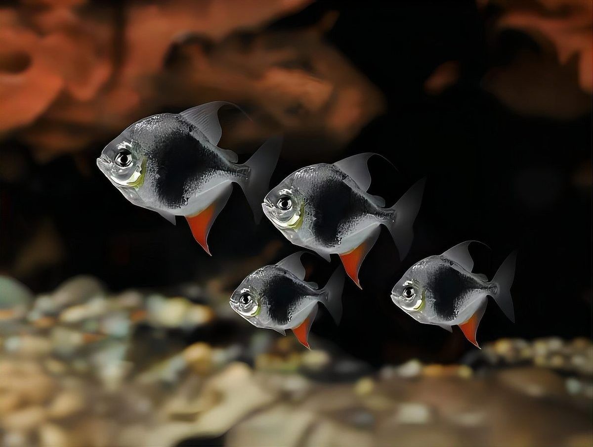 黑桃A魚和龍魚混養(yǎng)需要注意什么（黑桃a魚和龍魚混養(yǎng)的最佳比例是多少黑桃a魚和龍魚混養(yǎng)的最佳比例是多少）
