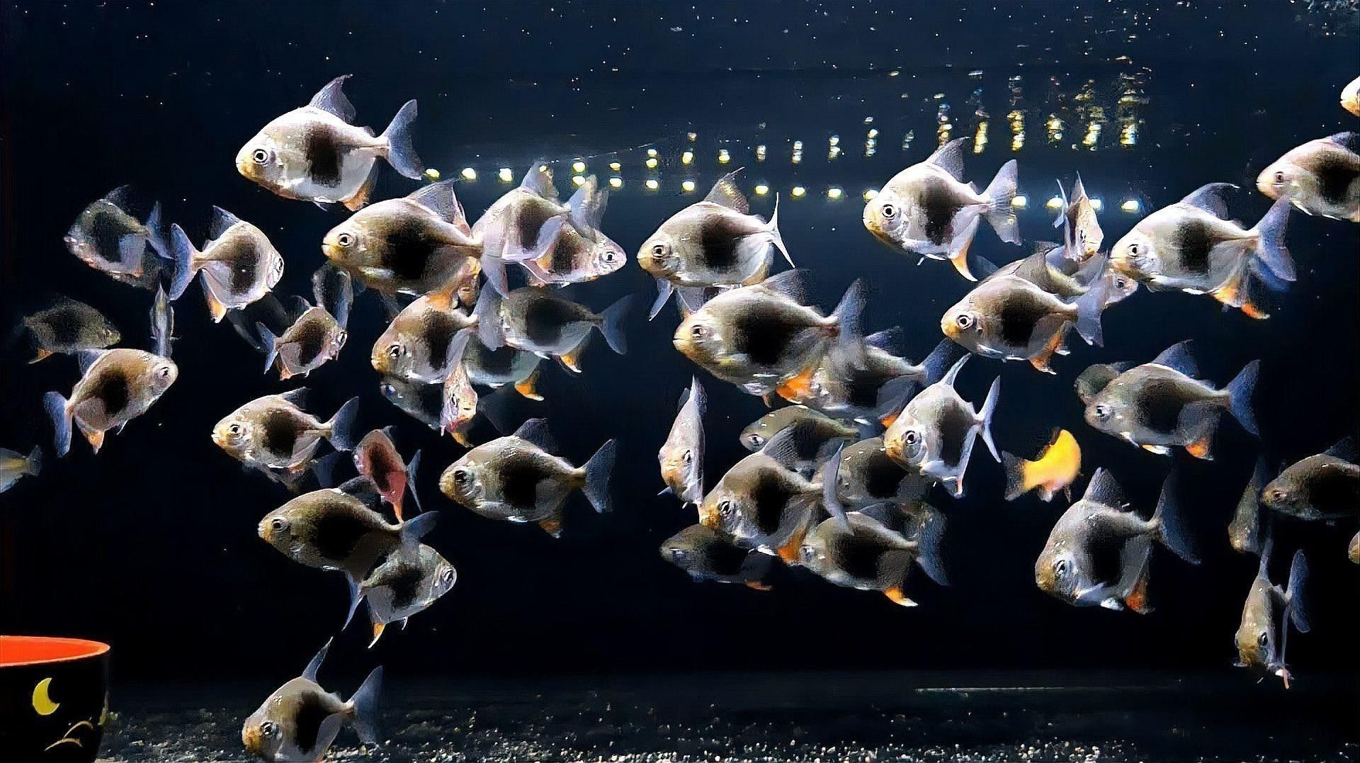 黑桃A魚和龍魚混養(yǎng)需要注意什么（黑桃a魚和龍魚混養(yǎng)的最佳比例是多少黑桃a魚和龍魚混養(yǎng)的最佳比例是多少）