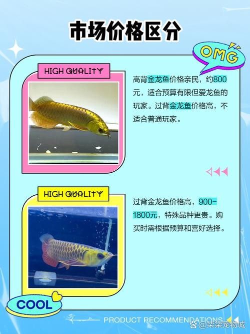 高背金龍魚和過背金龍魚有什么區別（淺談龍魚過背與高背魚生科技，高背和過背的區別）