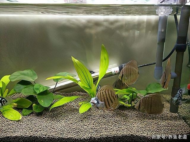 曼龍魚缸需要加蓋嗎？（養曼龍魚10大忠告腦腦甜系生活錄,曼龍魚好養嗎）