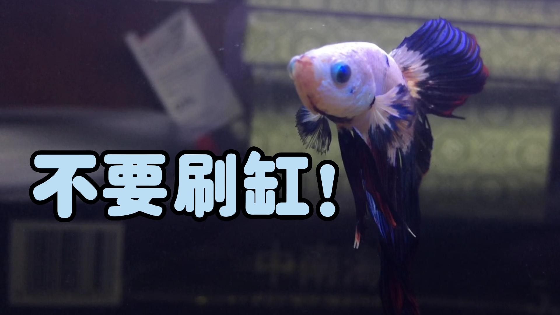 發情期換水對紅金龍魚有影響嗎（發情期換水對紅金龍魚影響）