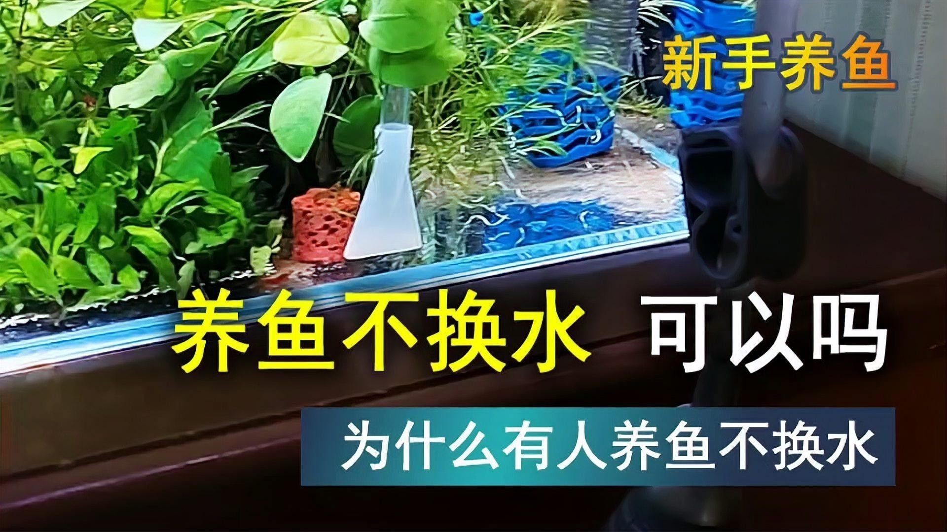 發情期換水對紅金龍魚有影響嗎（發情期換水對紅金龍魚影響）