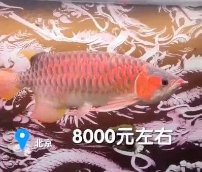 發情期換水對紅金龍魚有影響嗎（發情期換水對紅金龍魚影響）