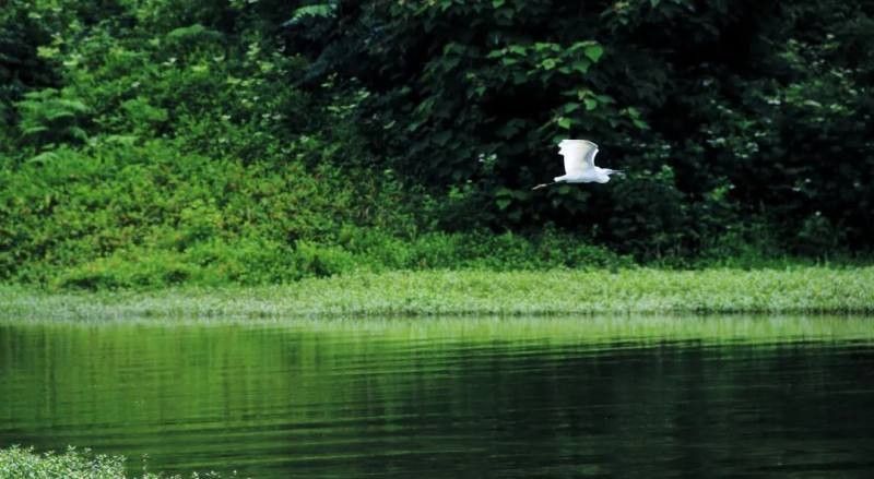 龍水湖還有哪些其他野生動物？（湖南龍水湖生活著多種野生動物包括以下幾種）