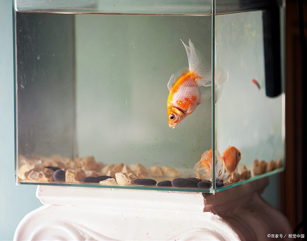 黃粉治療期間可以換水嗎？（使用黃粉治療魚病是否需要換水）