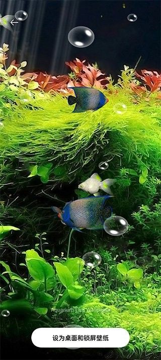 紅龍魚動態壁紙有哪些推薦（紅龍魚動態壁紙）