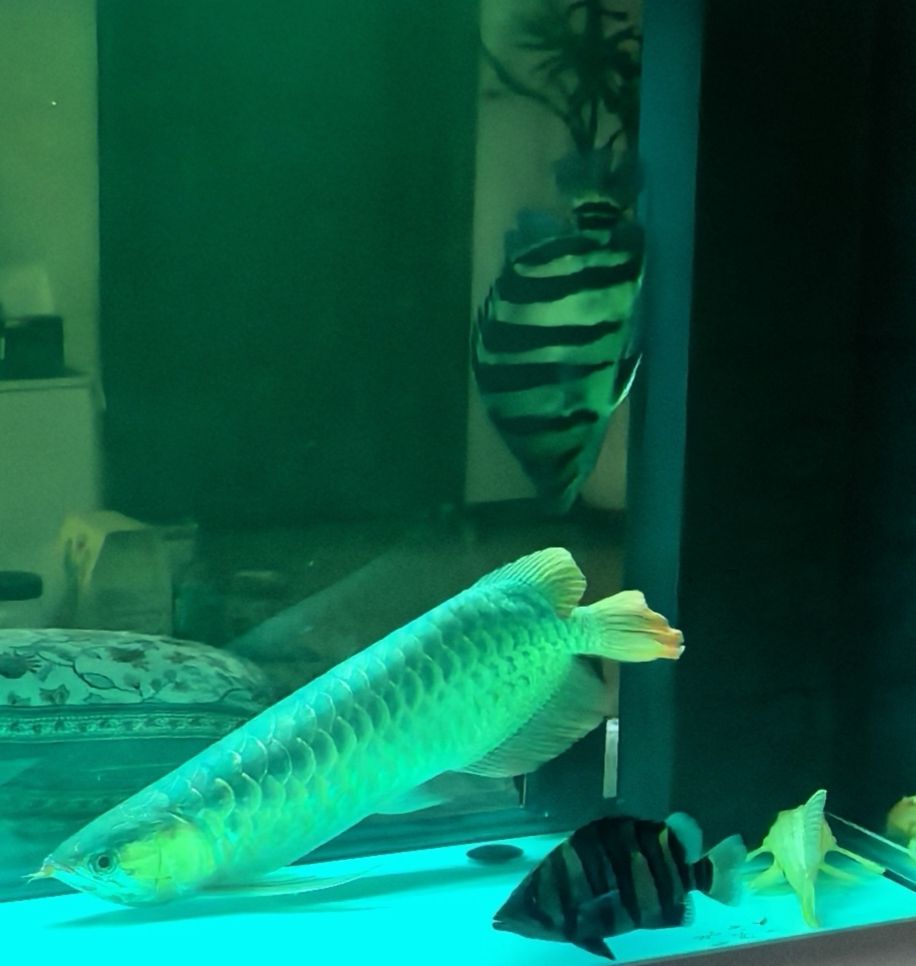 我的虎魚真菌感染了要怎么處理 龍魚撞缸還倒立如何治療。(龍魚撞缸后倒立如何治療) 龍魚論壇 龍魚撞缸還倒立如何治療。(龍魚撞缸后倒立如何治療) 龍魚撞缸還倒立如何治療。(龍魚撞缸后倒立如何治療) 龍魚論壇