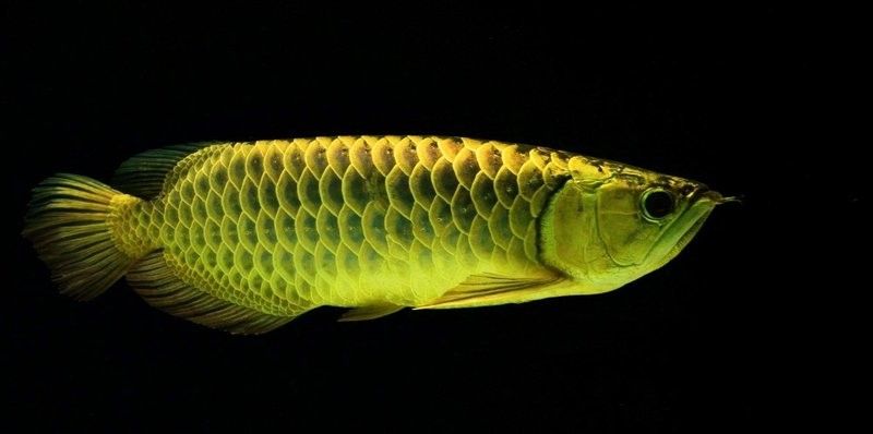 哪種龍魚品種與<strong><mark>德州</mark></strong>豹混養最安全？（探討龍魚品種與<strong><mark>德州</mark></strong>豹混養的安全性時需要了解兩種動物的生態習性）