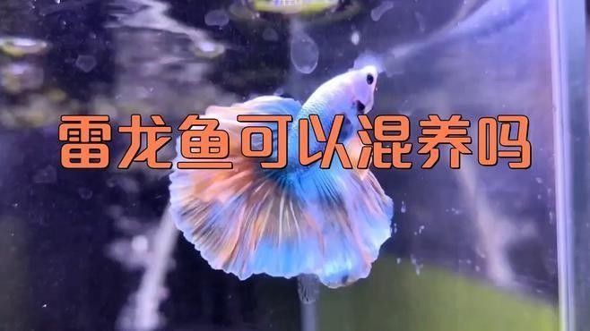 七彩雷龍和阿薩姆雷龍能混養(yǎng)嗎？（七彩雷龍和阿薩姆雷龍混養(yǎng)技巧攻略七彩雷龍魚能混養(yǎng)嗎） 七彩雷龍和阿薩姆雷龍能混養(yǎng)嗎？（七彩雷龍和阿薩姆雷龍混養(yǎng)技巧攻略七彩雷龍魚能混養(yǎng)嗎） 龍魚百科 第1張