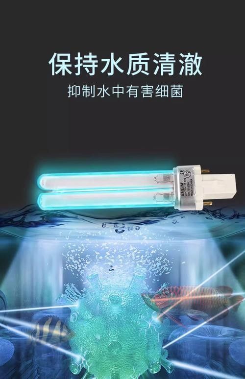 白子招財龍魚怎么養：白子招財龍魚的常見疾病解析（養殖白子招財龍魚的注意事項）