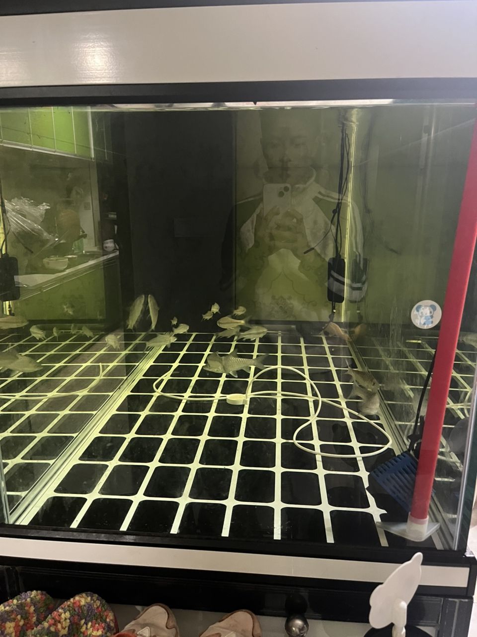 大魚缸，上岸了，自提，便宜處理了，全套（加熱，氧，造浪，燈等）（大型水族箱出售） 大魚缸，上岸了，自提，便宜處理了，全套（加熱，氧，造浪，燈等）（大型水族箱出售） 龍魚論壇 第2張