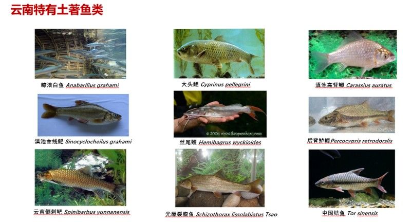 云南小鱧的野生數量有多少？（云南小鱧的野生數量如何？）