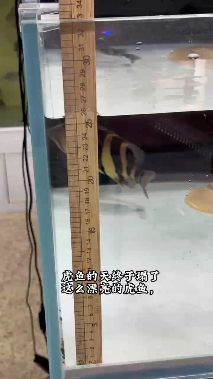 虎魚跌落神壇（虎魚地位正在經歷一場“跌落神壇”）